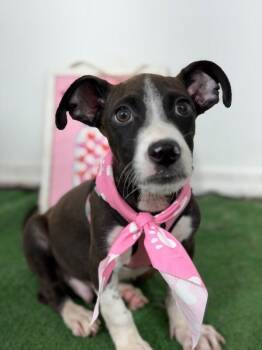 Penguin-One of our Amazing Rescue Dogs -  Corgi and Whippet Dog for Adoption in Carlsbad, California - Penguin-One Of Our Amazing Rescue Dogs | PetCurious
