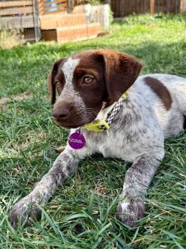 Peppermint Patty -  Cattle Dog and Mixed Breed Dog for Adoption in Fort Collins, Colorado - Peppermint Patty | PetCurious