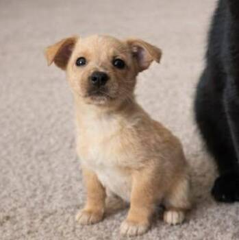 Chiweenie Dogs Available for Adoption - Digit | PetCurious