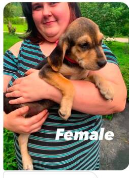 Starburst cs -  Beagle Dog for Adoption in Columbia, Maryland - Starburst Cs | PetCurious
