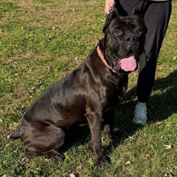 Royal - Taking Applications -  Cane Corso Dog for Adoption in Waterloo, Iowa - Royal - Taking Applications | PetCurious