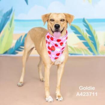 GOLDIE -  Labrador Retriever and Mixed Breed Dog for Adoption in Conroe, Texas - GOLDIE | PetCurious