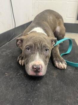 Pit Bull Terrier Dogs Available for Adoption in Cleveland, Ohio - Blazer | PetCurious