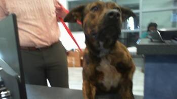 Mixed Breed Dogs Available for Adoption in Charlotte, North Carolina - BOONE | PetCurious