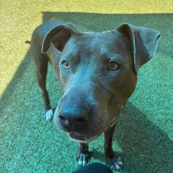 Philly -  Pit Bull Terrier Dog for Adoption in Greensboro, North Carolina - Philly | PetCurious