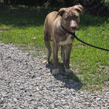 Ron Weasley -  Siberian Husky Dog for Adoption in Clanton, Alabama - Ron Weasley | PetCurious
