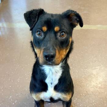 Harlow -  Rottweiler Dog for Adoption in Belleville, Illinois - Harlow | PetCurious