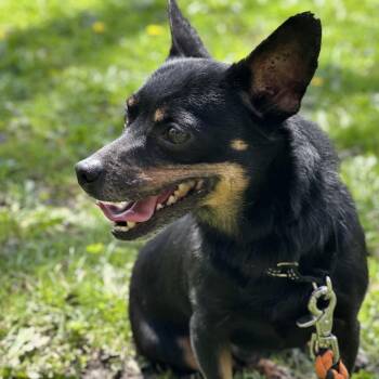 Mixed Breed Dogs Available for Adoption in Oak Brook, Illinois - Jaque | PetCurious