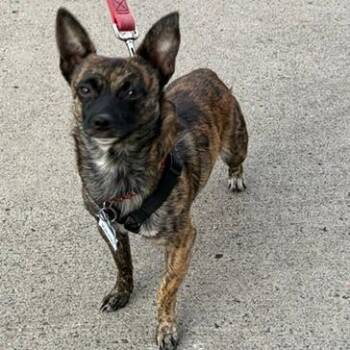 Schottky -  Feist and Mixed Breed Dog for Adoption in Wake Forest, North Carolina - Schottky | PetCurious