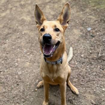 Mixed Breed Dogs Available for Adoption in Fredericksburg, Virginia - Aero | PetCurious