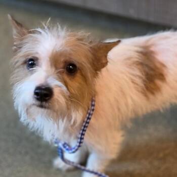Baby -  Terrier and Mixed Breed Dog for Adoption in Council Bluffs, Iowa - Baby | PetCurious