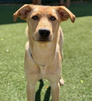 Mixed Breed Dogs Available for Adoption in Fruit Heights, Utah - Boomhauer | PetCurious