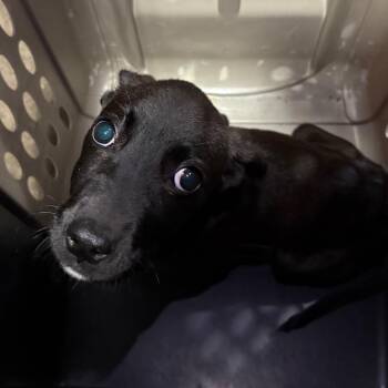 Peaches -  Black Labrador Retriever and Hound Dog for Adoption in Birmingham, Alabama - Peaches | PetCurious