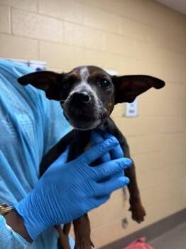 Big Gulp -  Mixed Breed Dog for Adoption in Wichita, Kansas - Big Gulp | PetCurious