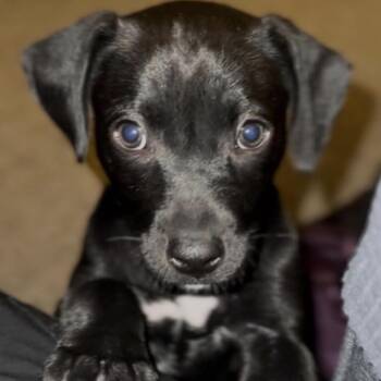 Mixed Breed Dogs Available for Adoption - Poppy (FKA Patch) | PetCurious