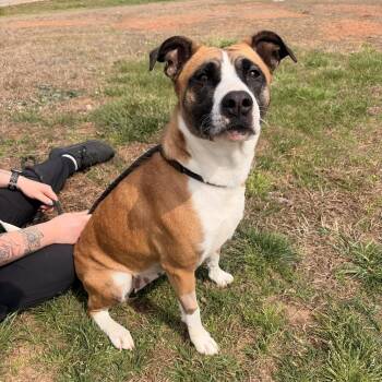 American Staffordshire Terrier and Mixed Breed Dogs Available for Adoption in Franklin, North Carolina - Clover | PetCurious