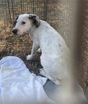SOONYEE -  Mixed Breed Dog for Adoption in Dallas, Texas - SOONYEE | PetCurious