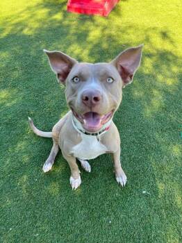 Pharaoh Hound and Pit Bull Terrier Dogs Available for Adoption - Timpani | PetCurious