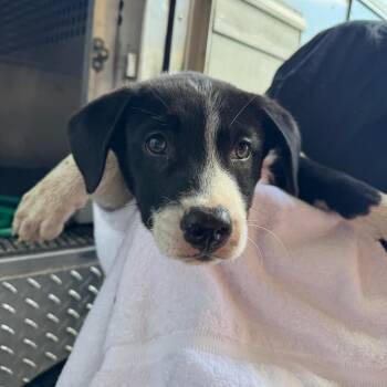 Collie Dogs Available for Adoption in Birmingham, Alabama - Colin | PetCurious