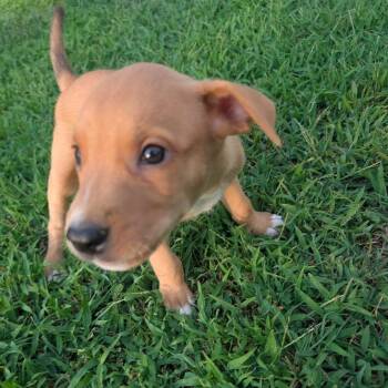 Ulysses -  Mixed Breed Dog for Adoption in Pittsburg, Kansas - Ulysses | PetCurious