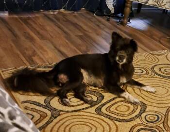 DANDELION -  Pomeranian Dog for Adoption in Albany, New York - DANDELION | PetCurious