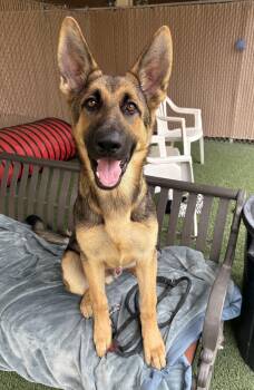 Kodak -  German Shepherd Dog Dog for Adoption in Mesquite, Nevada - Kodak | PetCurious