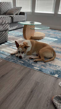 Rescue Mixed Breed Dogs for Adoption in Fort Worth, Texas - Blessing | PetCurious