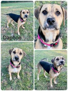 Daphne -  Hound Dog for Adoption in Enterprise, Alabama - Daphne | PetCurious