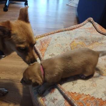 Chihuahua and Terrier Dogs Available for Adoption in Austin, Texas - Coral | PetCurious