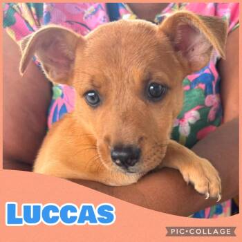 Luccas -  Australian Shepherd and Rat Terrier Dog for Adoption in Ringwood, New Jersey - Luccas | PetCurious
