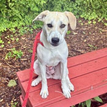 Nike -  Labrador Retriever Dog for Adoption in Chattanooga, Tennessee - Nike | PetCurious