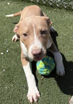Pit Bull Terrier and Mixed Breed Dogs Available for Adoption in Texas City, Texas - SWEET PEA | PetCurious