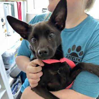 Mixed Breed Dogs Available for Adoption in Galax, Virginia - Batty | PetCurious