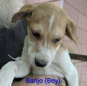 LLP Trixie : Banjo -  Retriever and Shepherd Dog for Adoption in Aurora, Indiana - LLP Trixie : Banjo | PetCurious