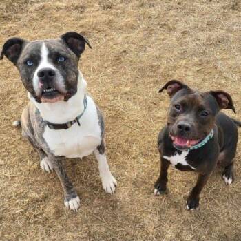 Hunter (Bonded with Luna) -  Boxer and Mixed Breed Dog for Adoption in Elizabeth, Illinois - Hunter (Bonded With Luna) | PetCurious