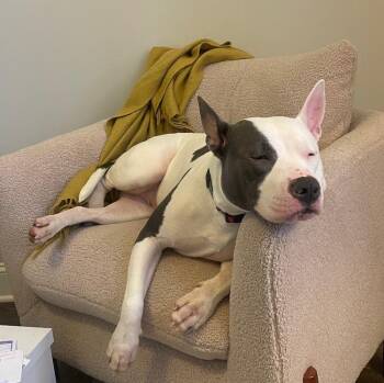 Pit Bull Terrier Dogs Available for Adoption in Rutherfordton, North Carolina - Pinky (Courtesy Post) | PetCurious