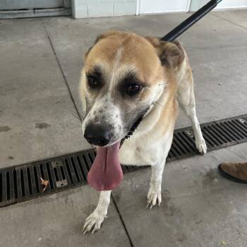 Virgilina Rd Stray/Animal Attack -  Great Pyrenees and Hound Dog for Adoption in Roxboro, North Carolina - Virgilina Rd Stray/Animal Attack | PetCurious