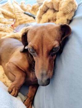 Danny -  Dachshund Dog for Adoption in Portland, Oregon - Danny | PetCurious