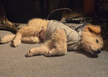 Great Pyrenees Dogs Available for Adoption in Brooklyn Center, Minnesota - Colin | PetCurious