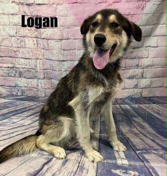 Logan -  Shepherd Dog for Adoption in Quincy, Michigan - Logan | PetCurious