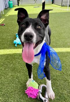 Polo --Courtesy Post. Out of town pet. See below for details-- -  Pit Bull Terrier Dog for Adoption in Eagle, Idaho - Polo --Courtesy Post. Out Of Town Pet. See Below For Details-- | PetCurious