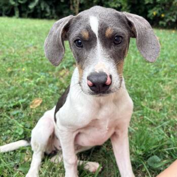 Sydney/Cindy -  Labrador Retriever and Hound Dog for Adoption in Pleasure Rdge, Kentucky - Sydney/Cindy | PetCurious