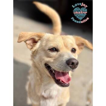 Chiweenie Dogs Available for Adoption in Inglewood, California - Sherwood RB | PetCurious