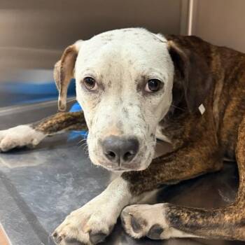 GhostFace -  Mixed Breed Dog for Adoption in Columbus, Georgia - GhostFace | PetCurious