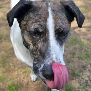 Trixie -  Catahoula Leopard Dog and Mixed Breed Dog for Adoption in Conway, New Hampshire - Trixie | PetCurious