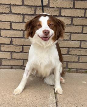 Violet -  Border Collie Dog for Adoption in Columbus, Nebraska - Violet | PetCurious