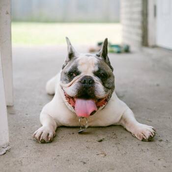 Taz -  French Bulldog Dog for Adoption in New Orleans, Louisiana - Taz | PetCurious