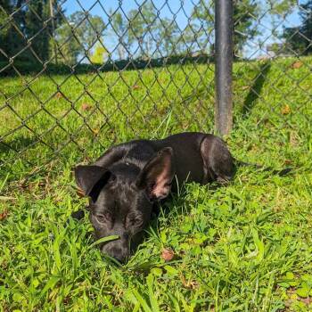 Jenga -  Mixed Breed Dog for Adoption in Auburn, Alabama - Jenga | PetCurious