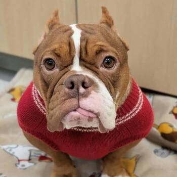 Rescue Pit Bull Terrier Dogs for Adoption in Northbrook, Illinois - Tallulah | PetCurious