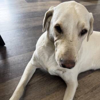 Mixed Breed Dogs Available for Adoption in Klamath Falls, Oregon - Jaxon | PetCurious